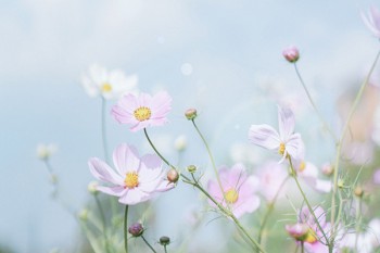 倍吉星保險怎么樣