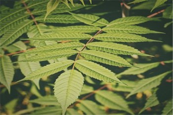 老年人防癌險多少錢一年