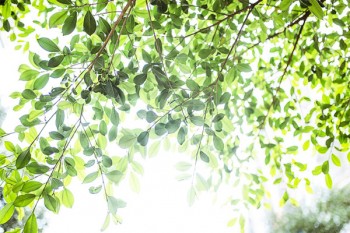 國壽福終身壽險(xiǎn)至尊版優(yōu)缺點(diǎn)