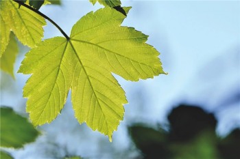 大都會(huì)人壽終身返還意外保險(xiǎn)
