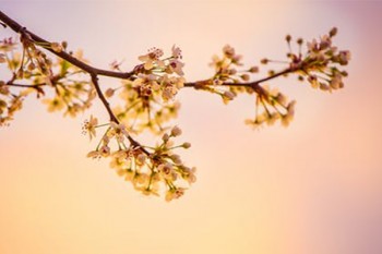 消費(fèi)型定期重疾險(xiǎn)有哪些