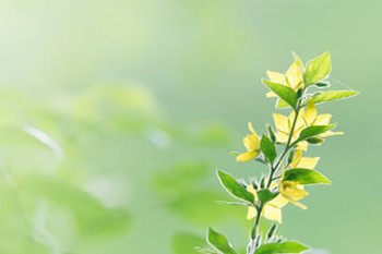 健康福重疾險(xiǎn)怎么退