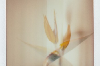 純消費(fèi)型重疾險