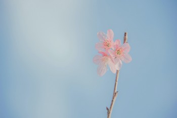 一年期少兒重疾險