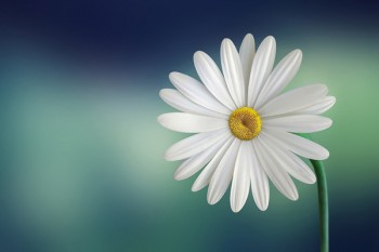 重疾險(xiǎn)如實(shí)告知