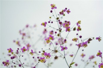 有哪些重疾險(xiǎn)