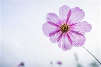 華夏重疾險(xiǎn)可靠嗎
