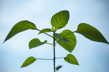 太平洋保險金佑人生退保能退多少錢