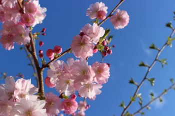 壽險(xiǎn)的坑在哪兒 
