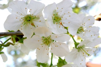 保險(xiǎn)重疾險(xiǎn)消費(fèi)型值得買嗎？重疾險(xiǎn)消費(fèi)型一年多少錢合適？  