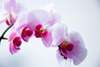 哪家保險(xiǎn)公司重疾險(xiǎn)最好