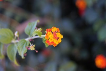 陽(yáng)光保險(xiǎn)的重疾險(xiǎn)可靠嗎