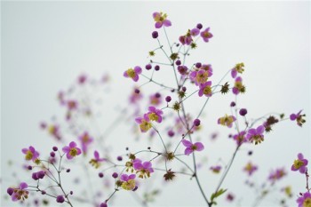 吉祥人壽重疾險