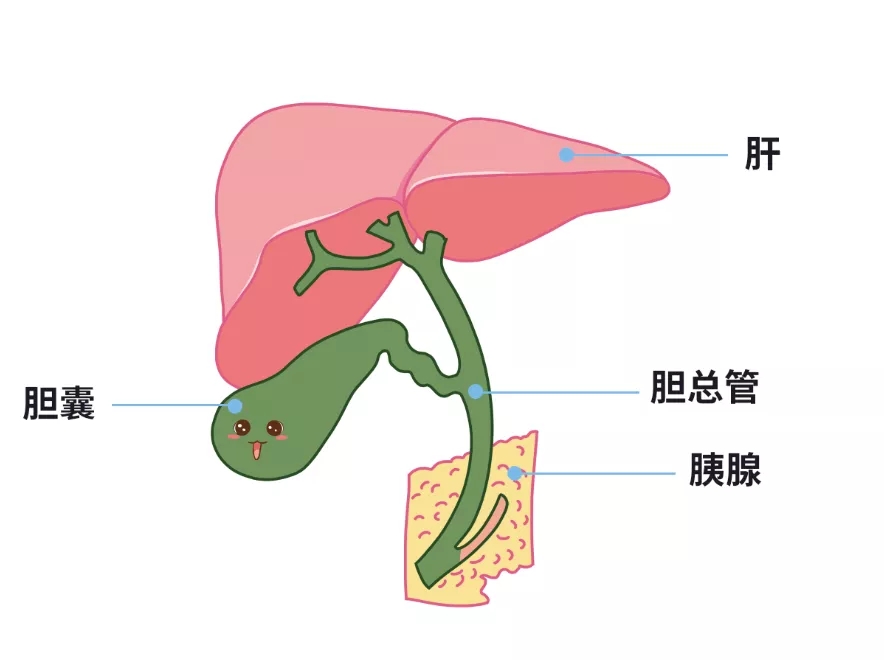 膽結(jié)石買保險