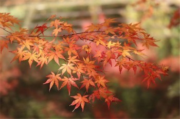 竇性心律過(guò)緩買重疾