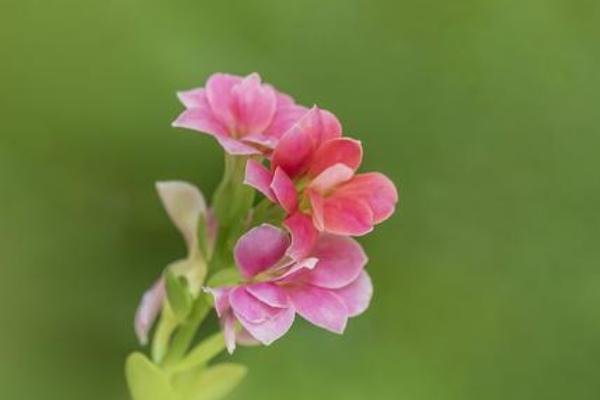 中國(guó)人壽大愛(ài)無(wú)疆保險(xiǎn)保障什么？值得購(gòu)買(mǎi)嗎？
