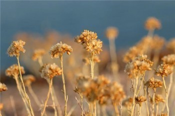 五險包括意外險嗎