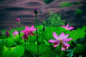 信泰如意享險(xiǎn)種詳細(xì)介紹，產(chǎn)品優(yōu)勢(shì)有哪些？
