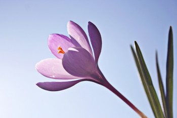 一年期壽險