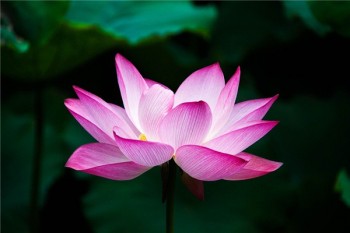 大都會(huì)定期壽險(xiǎn)