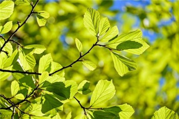 壽險(xiǎn)哪個(gè)公司好