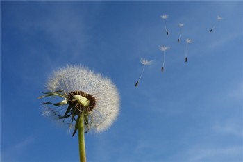 附加定期壽險(xiǎn)是什么意思