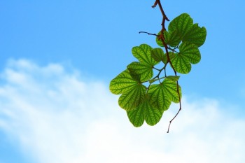 太平洋壽險(xiǎn)怎么退保