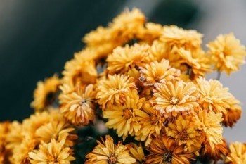 平安萬能險(xiǎn)保單退保怎么可以全額退款？退保方式是怎樣的？
