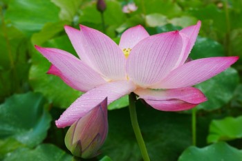 康寧定期壽險(xiǎn)