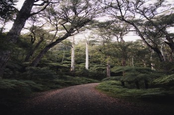 太平洋保險公司金福人生