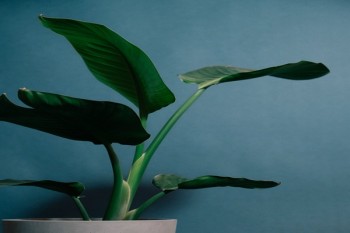 華夏保險愛相隨定期壽險