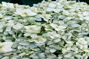 華夏人壽保險(xiǎn)可靠嗎