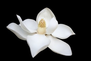 百年定惠保定期壽險怎么樣？有什么優(yōu)缺點？
