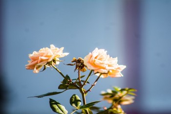 中國人壽險怎么樣