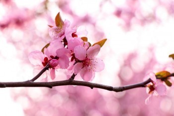 壽險(xiǎn)與財(cái)險(xiǎn)的區(qū)別