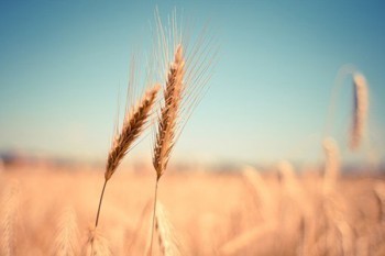 壽險意外險醫(yī)療險重疾險的區(qū)別是什么