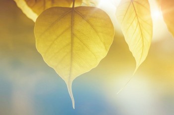 太平一諾千金終身壽險