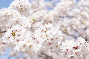 壽險停交一年