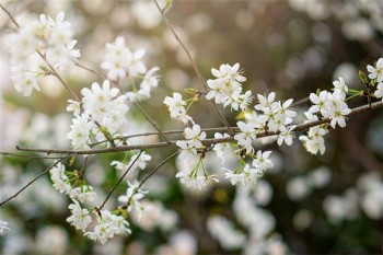 兩全險和重疾險的區(qū)別