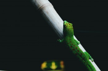 哆啦A保2.0版靠譜嗎？性價(jià)比怎么樣？