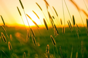重疾險(xiǎn)和定期壽險(xiǎn)的區(qū)別