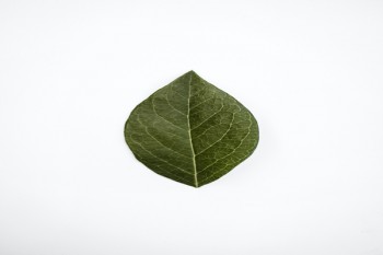 重疾險(xiǎn)的功能和特點(diǎn)