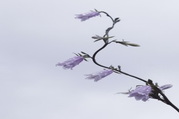 重疾險(xiǎn)和醫(yī)保報(bào)銷沖突嗎