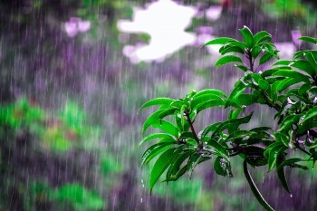 大麥甜蜜家2020缺點和優(yōu)點有哪些？到底值不值得購買？