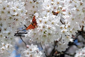 買(mǎi)的重疾險(xiǎn)第二年不想交了可以退保嗎