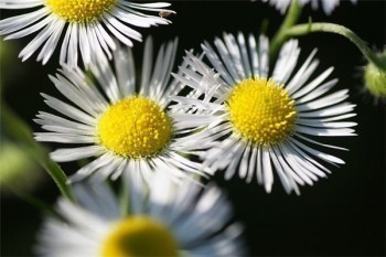 華夏守護神
