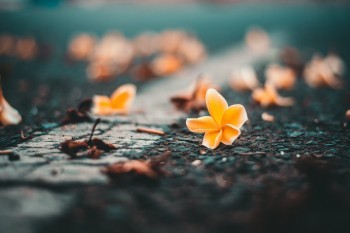 大麥甜蜜家2021猶豫期有多久？保障了什么？優(yōu)缺點(diǎn)有哪些？
