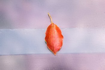 中信保誠(chéng)禎愛(ài)優(yōu)選2019系列評(píng)測(cè)，有哪些坑人的地方？