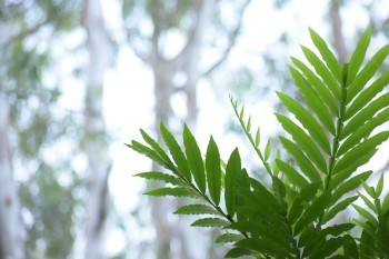 大麥甜蜜家2020健康告知有什么？購買需要注意些什么？
