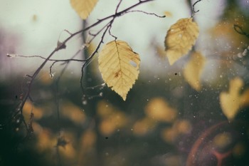 粵港澳大灣區(qū)重疾險經驗發(fā)生率